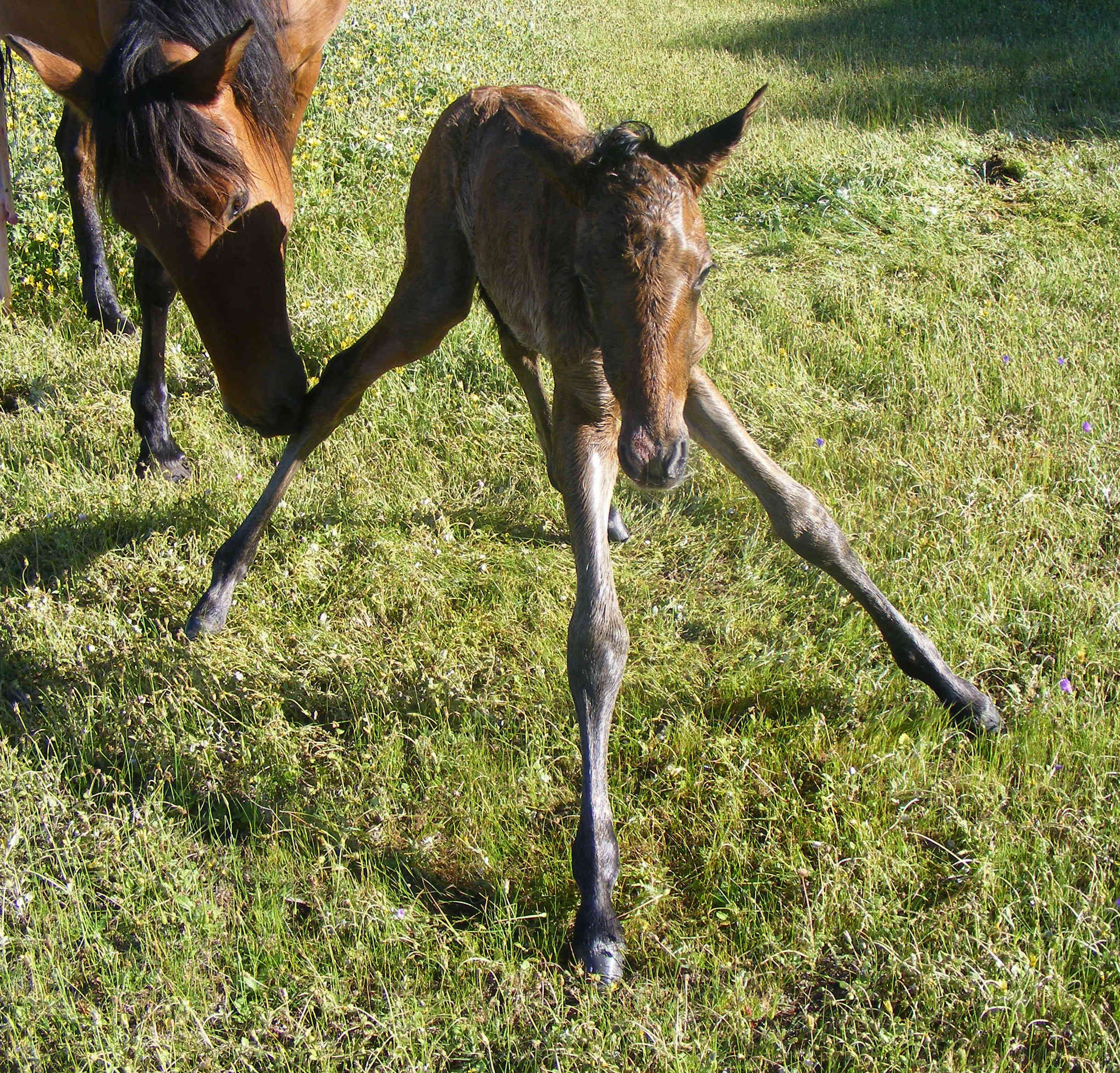 Jaranero spider legs